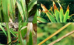 如何預(yù)防黃花菜炭疽病，防治農(nóng)藥是什么藥？