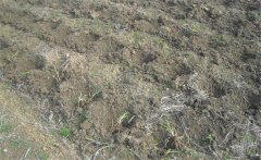 怎樣給黃花菜施肥？黃花菜不同生長期施什么肥