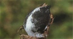 棉花如何預(yù)防棉鈴黑果??？棉鈴黑果病防治措施