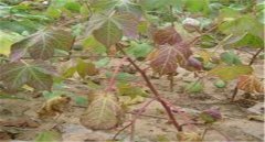 棉花莖枯病的發(fā)病癥狀！棉花莖枯病防治農(nóng)藥！
