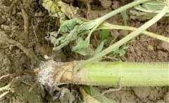 如何預(yù)防向日葵細(xì)菌性莖腐病，用什么藥防治？
