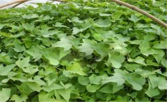 甘薯的原產(chǎn)地是哪里？甘薯和紅薯有什么區(qū)別？