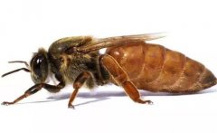 蜂王是如何產(chǎn)生的，怎樣人工培育蜂王？