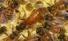 介王多久可以放出蜂王？蜜蜂介王注意事項(xiàng)