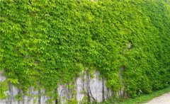 常春藤和爬山虎的區(qū)別是什么？