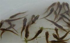 買回家的泥鰍怎樣喂養(yǎng)，泥鰍不喂食會餓死嗎？