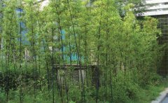 紫竹怎么養(yǎng)才能更旺盛？紫竹的園林用途