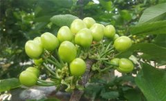 櫻桃膨果期是什么時(shí)候，櫻桃膨果期管理要點(diǎn)