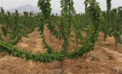 櫻桃如何施肥？大櫻桃的需肥特點與施肥原則