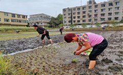 記住西瓜種植的訣竅，可讓西瓜大圓甜掉牙！