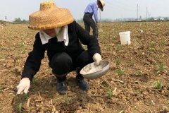 種植玉米怎么施底肥好，玉米為什么會長杈子