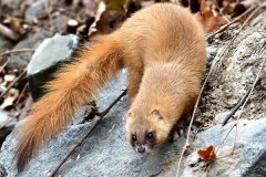 黃鼠狼會吃雞嗎？黃鼠狼是保護動物嗎？