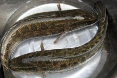 黑魚最大能長(zhǎng)多少斤，黑魚與鯰魚有什么區(qū)別