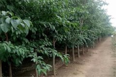 流蘇樹是什么樹、幾年開花 流蘇樹的寓意和象征