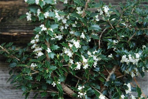 刺桂幾月份開(kāi)花