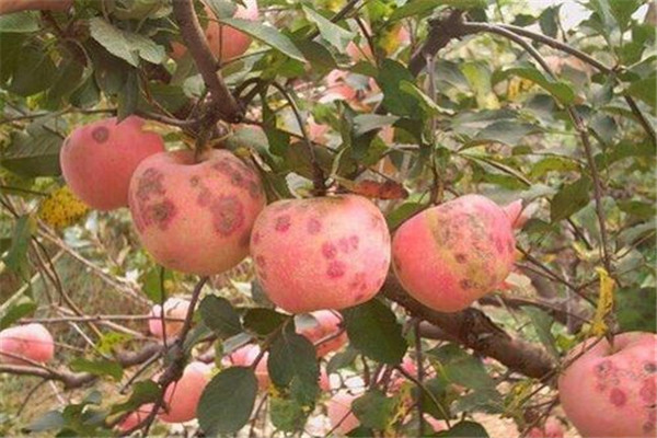 蘋(píng)果缺鈣的原因是什么