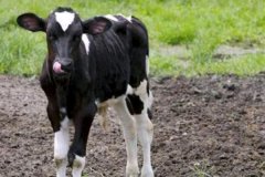 如何預(yù)防新生牛犢拉稀、牛犢拉稀用什么藥用藥