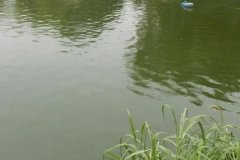 魚塘水變綠是怎么回事、怎么處理 對魚有影響嗎