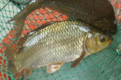 魚類怎樣繁殖下一代，魚類繁殖方式有哪幾種
