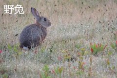 養(yǎng)野兔犯法嗎？養(yǎng)野兔子要注意什么？