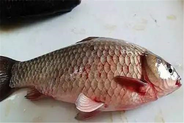 草魚(yú)肝膽病的癥狀