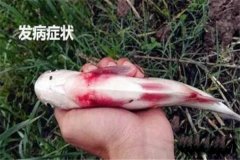 草魚(yú)出血病怎么治療，有哪些癥狀？