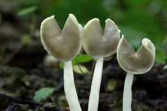 食用菌種類有哪些？常見(jiàn)食用菌種類簡(jiǎn)介