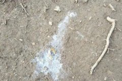 雞拉稀是什么原因引起的，雞拉稀用什么藥治療