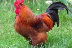 公雞打鳴的原因是什么，怎么制止公雞打鳴
