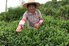 茶葉采摘方法 茶葉合理采摘的要求有哪些？