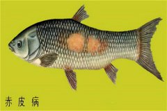 養(yǎng)殖魚類怎樣防治赤皮??？如何預防？