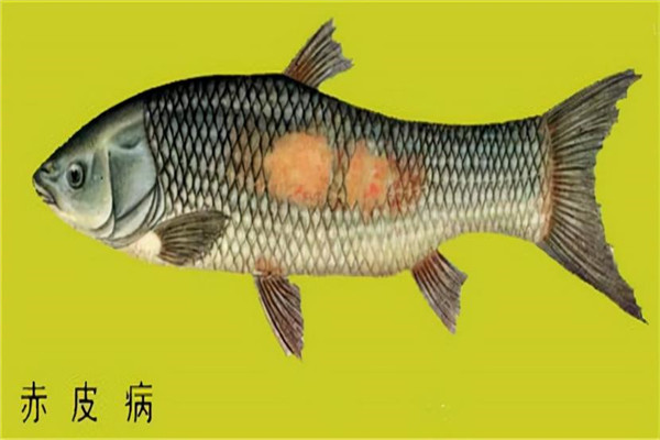 魚(yú)類(lèi)赤皮病的主要癥狀