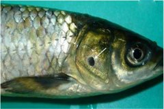 養(yǎng)魚怎樣防治細(xì)菌性爛鰓??？