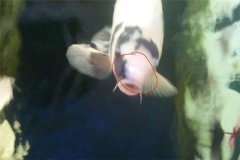 魚池如何防治白頭白嘴??？怎樣預(yù)防？