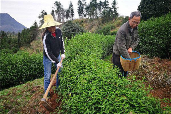 幼齡茶樹的除草、松土
