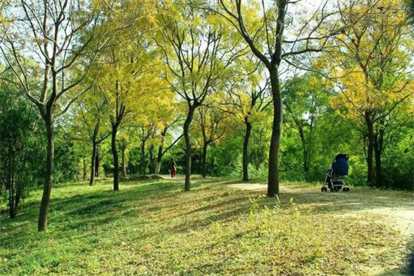 防護林的結(jié)構(gòu)、高度要求