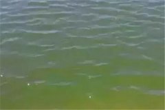 浮游生物與水色有何關(guān)系，哪種水色養(yǎng)魚效果好