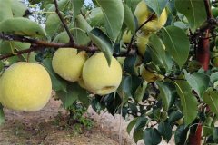 我國(guó)沙梨的肥水管理措施有哪些？
