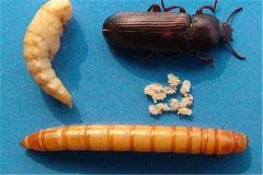 黃粉蟲卵、幼蟲、蛹和成蟲的形態(tài)特征介紹