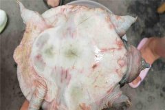 怎樣防治甲魚腐皮病，其癥狀表現(xiàn)如何？