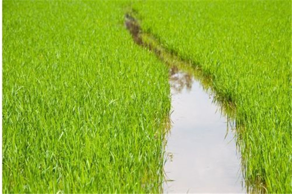 水稻前期、中期和后期的濕潤灌溉技術(shù)
