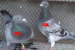 怎樣挑選優(yōu)良的鴿子 鴿子年齡、雌雄的鑒別方法