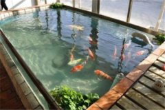 魚池養(yǎng)錦鯉要注意什么？