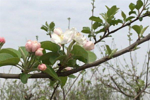 如何讓蘋(píng)果樹(shù)提早結(jié)果、提前結(jié)果