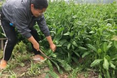 魚(yú)飼料來(lái)源有哪些途徑？