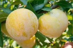 奈李產(chǎn)地是哪里，奈李什么時候成熟上市？
