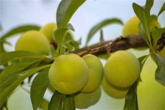 蜂糖李產(chǎn)地在哪里？適合在哪些地區(qū)種植？