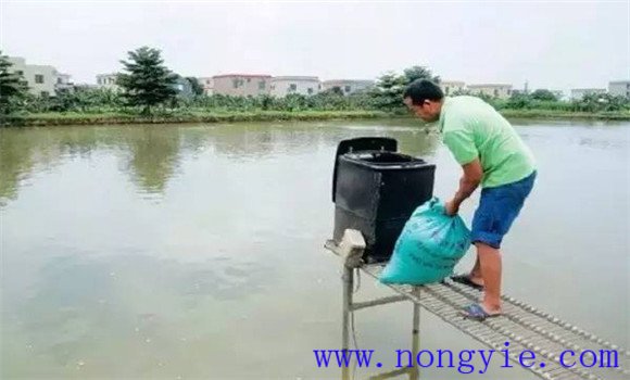 夏季池塘養(yǎng)魚(yú)要加強(qiáng)飼料投喂