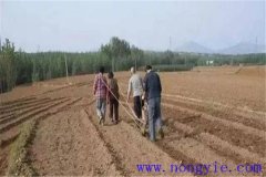 小麥種子畝用量是多少，播種前需不需要泡水