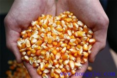 隔年的玉米種子還能發(fā)芽嗎？玉米畝用多少種子